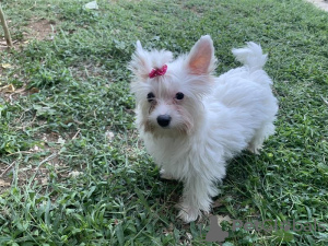 Photo №3. Alvin Biewer Yorkshire Terrier with pedigree. Greece