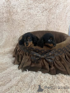 Photo №3. Long-haired miniature dachshund puppies. Serbia