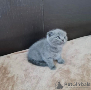 Photo №1. scottish fold - for sale in the city of North Charleston | 200$ | Announcement № 83553