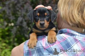 Photo №1. german pinscher - for sale in the city of Stockholm | 1057$ | Announcement № 56099