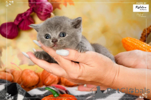 Photo №2 to announcement № 165889 for the sale of british shorthair - buy in Netherlands breeder