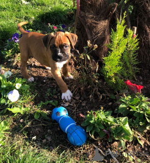 Photo №4. I will sell boxer in the city of Halle. private announcement, breeder - price - 723$