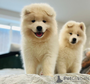 Photo №1. samoyed dog - for sale in the city of Helsinki | negotiated | Announcement № 88138