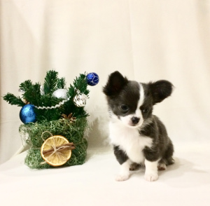 Photo №3. Chihuahua boy, blue color, documents RKF. Russian Federation