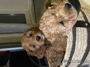 Additional photos: Cavapoo puppies