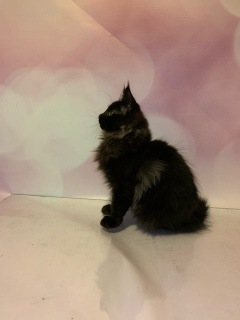 Photo №2 to announcement № 6936 for the sale of maine coon - buy in Russian Federation private announcement