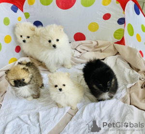 Photo №2 to announcement № 102923 for the sale of pomeranian - buy in United States private announcement