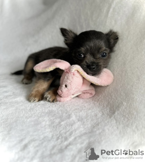 Photo №2 to announcement № 98465 for the sale of chihuahua - buy in Germany private announcement, from nursery, from the shelter, breeder