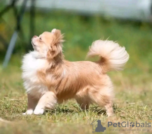 Photo №1. chihuahua - for sale in the city of Paris | negotiated | Announcement № 121729