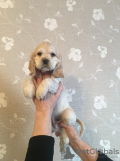 Photo №3. Handsome kid American Cocker Spaniel RKF. Russian Federation