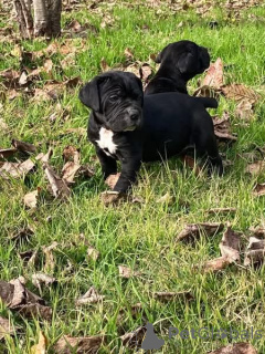 Photo №2 to announcement № 173402 for the sale of cane corso - buy in Denmark private announcement, breeder