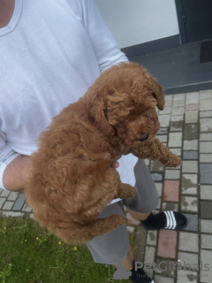 Additional photos: Miniature poodle for sale