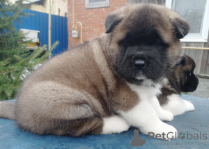 Photo №4. I will sell american akita in the city of St. Petersburg. from nursery, breeder - price - 0$