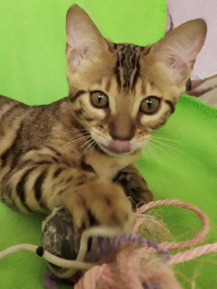 Photo №1. bengal cat - for sale in the city of Barnaul | 325$ | Announcement № 3393