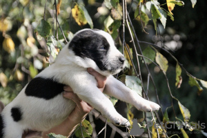 Photo №2 to announcement № 69412 for the sale of central asian shepherd dog - buy in Russian Federation from nursery, breeder