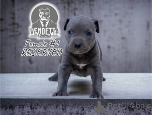 Photo №1. american pit bull terrier - for sale in the city of Osijek | negotiated | Announcement № 98753