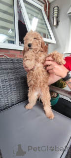 Photo №1. non-pedigree dogs - for sale in the city of Malibu | negotiated | Announcement № 140839