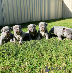 Photo №1. french bulldog - for sale in the city of Reims | negotiated | Announcement № 154216