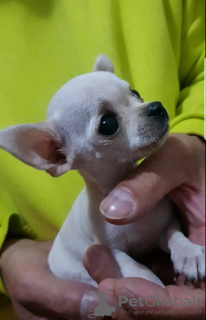 Photo №2 to announcement № 80310 for the sale of chihuahua - buy in Serbia breeder