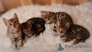 Photo №1. bengal cat - for sale in the city of Münster | negotiated | Announcement № 32040
