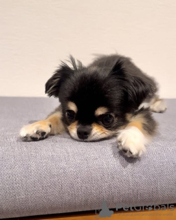 Photo №2 to announcement № 132462 for the sale of chihuahua - buy in Belgium breeder