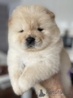 Photo №1. chow chow - for sale in the city of Франкфурт-на-Майне | 444$ | Announcement № 90335