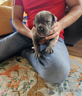 Photo №1. cane corso - for sale in the city of Zachris | 465$ | Announcement № 168931