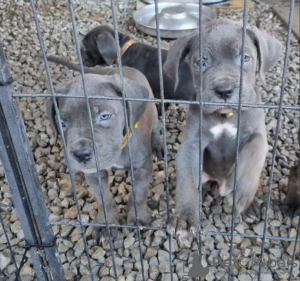 Photo №1. cane corso - for sale in the city of Stockholm | negotiated | Announcement № 113243