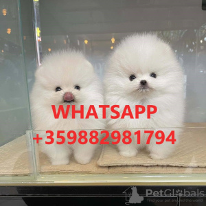 Photo №1. pomeranian - for sale in the city of Berlin | negotiated | Announcement № 100495