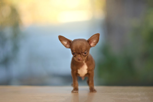 Photo №2 to announcement № 3690 for the sale of chihuahua - buy in Russian Federation breeder