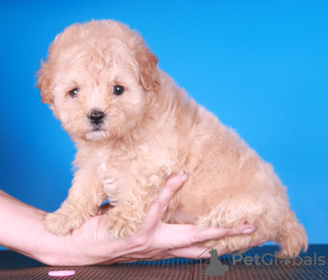 Additional photos: Maltipoo F1 puppies