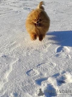 Additional photos: Pomeranian Spitz, puppies. Mini bears