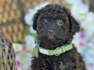 Photo №1. maltipu - for sale in the city of Munich | 847$ | Announcement № 149577