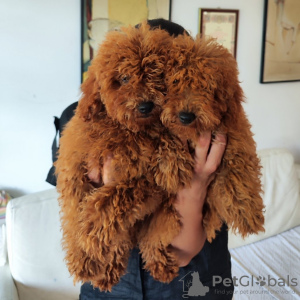 Photo №1. poodle (toy) - for sale in the city of Belgrade | 1162$ | Announcement № 112320