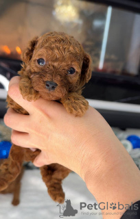 Photo №2. Goods for pets in United States. Price - negotiated. Announcement № 129386