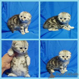 Photo №1. scottish fold - for sale in the city of Minsk | 113$ | Announcement № 42492