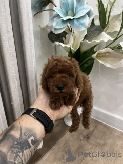Photo №2 to announcement № 156680 for the sale of poodle (toy) - buy in Serbia 