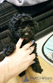 Photo №2 to announcement № 100204 for the sale of poodle (dwarf) - buy in United States private announcement
