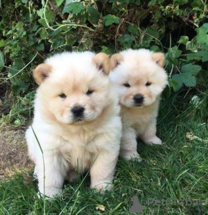 Photo №1. chow chow - for sale in the city of Rijswijk | Is free | Announcement № 133009