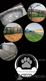 Photo №3. Dog guarding in United Arab Emirates