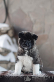 Additional photos: American Akita puppies