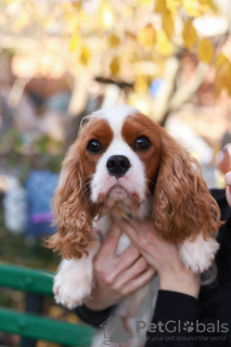 Additional photos: Cavalier King Charles Spaniel