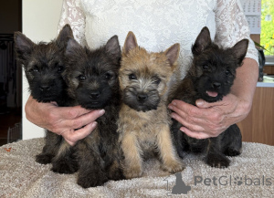 Photo №1. cairn terrier - for sale in the city of De Haan | negotiated | Announcement № 170818