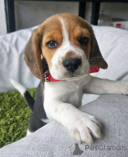 Photo №2 to announcement № 138857 for the sale of beagle - buy in Germany breeder