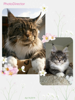 Photo №1. maine coon - for sale in the city of Kobrin | negotiated | Announcement № 2036