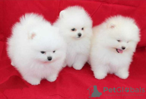 Photo №4. I will sell pomeranian in the city of Warsaw. private announcement - price - Is free