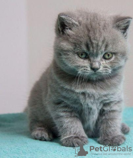 Photo №3. British shorthair kittens Business WhatsApp 37256062792. Finland