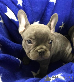 Photo №1. french bulldog - for sale in the city of Aveiro | 600$ | Announcement № 80277