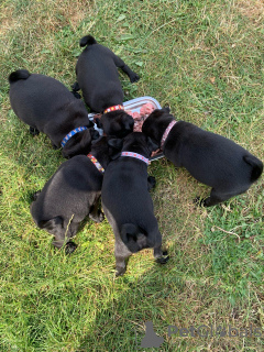 Photo №3. Healthy Pug puppies with Pedigree for sale. Germany