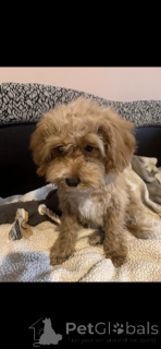 Additional photos: Adoption of Maltipoo (Maltese Bichon; poodle)